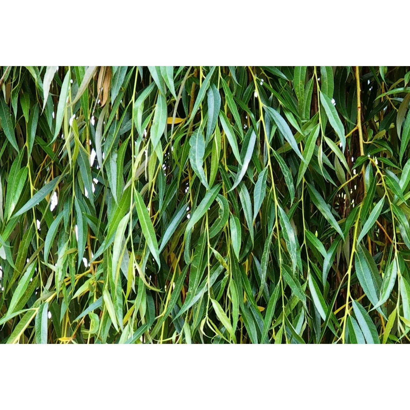 Gråtande pil – Salix babylonica 'Pendula' - 60-100 CM bare root 0/1 1-2 branche
